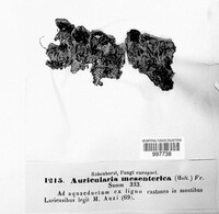 Auricularia mesenterica image